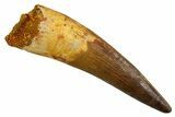 Real Fossil Spinosaurus Tooth - Nice Enamel Preservation #328049-1